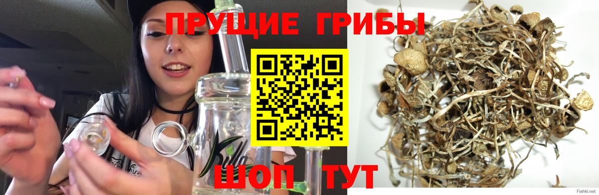 Новокуйбышевск  Псилоцибиновые грибы мухоморы  Вход с VPN  Псилоцибиновые грибы Psilocybine cubensis 